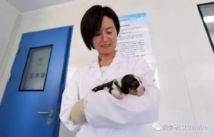 Çinli bilim adamlarından modifiye edilmiş süper köpek