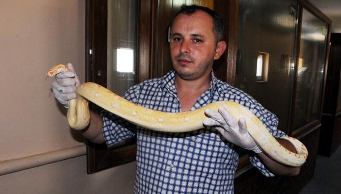 Samsun'da yasa dışı beslenen yılanlara el konuldu