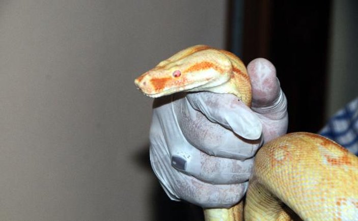 Samsun'da yasa dışı beslenen yılanlara el konuldu