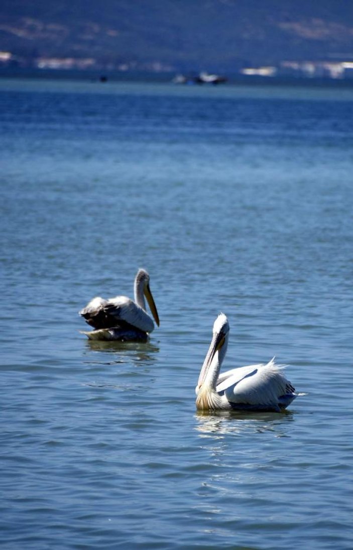 İzmir Körfezi, pelikanların mekanı oldu