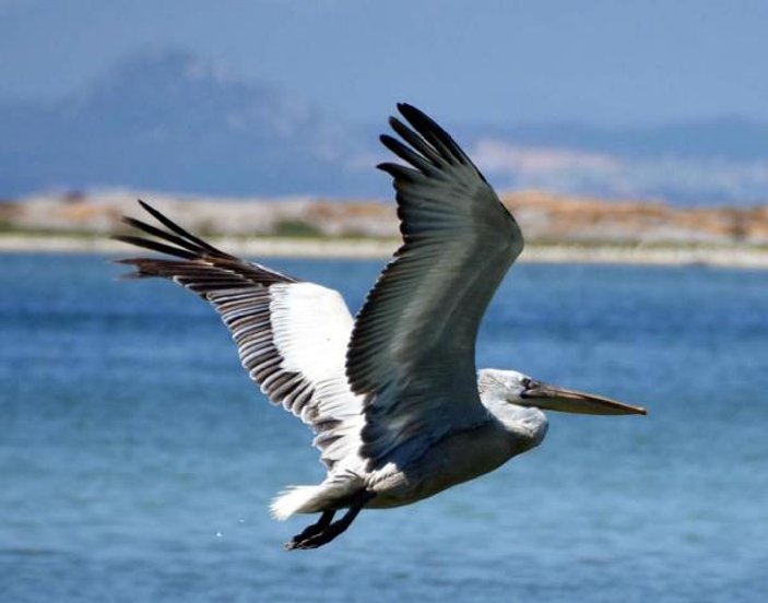 İzmir Körfezi, pelikanların mekanı oldu