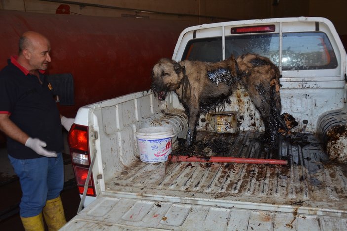 Petrole bulanan köpeği itfaiye kurtardı