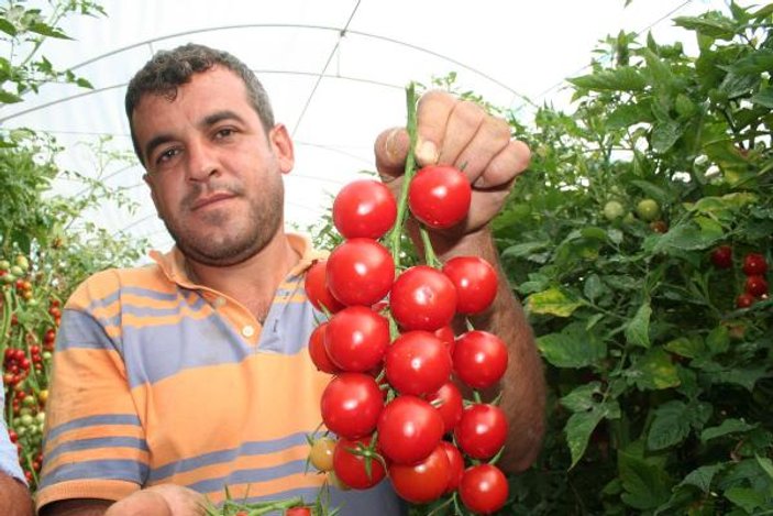 Mersin'in çeri domatesi kazandırıyor