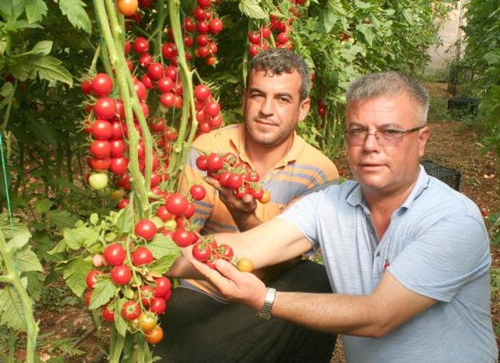 Mersin'in çeri domatesi kazandırıyor