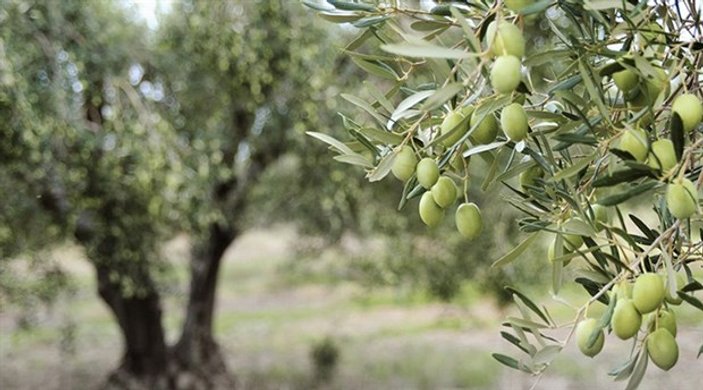 Kilis ilk ihracatını Katar'a zeytinyağıyla yapacak