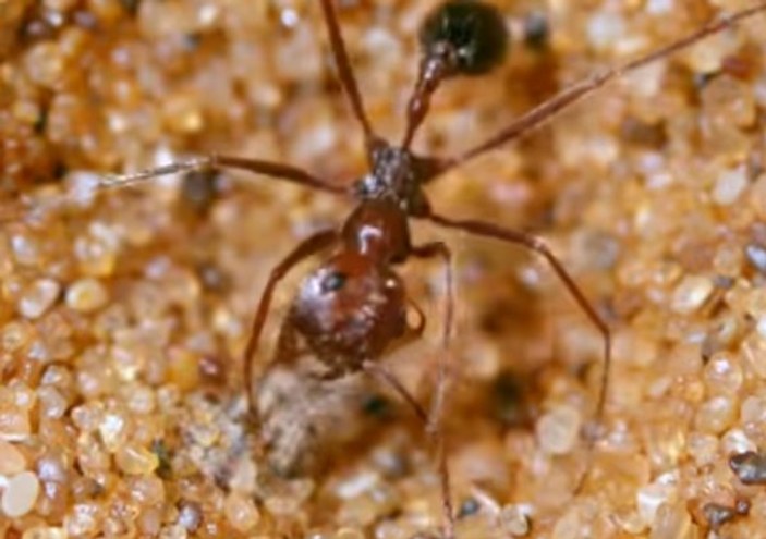 Karıncanın hayatta kalma mücadelesi