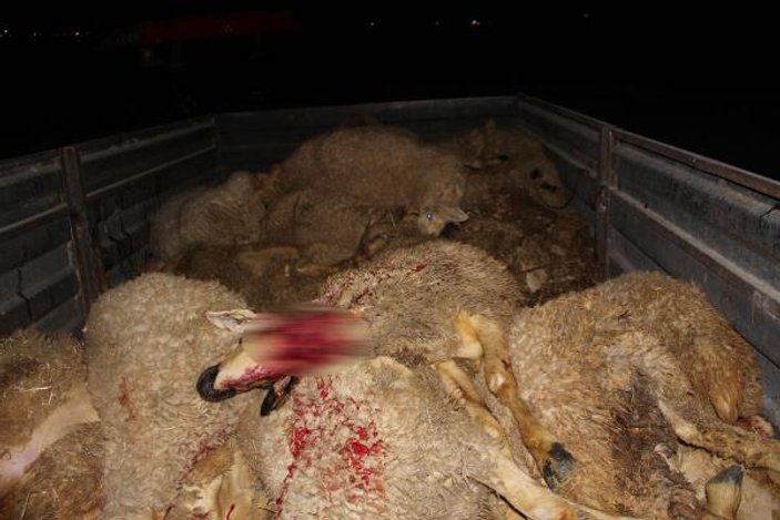 Konya'da sürüye kamyonet çarptı: 40 koyun telef oldu