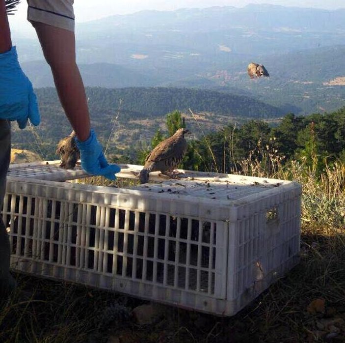 Bolu'da 500 keklik doğaya bırakıldı