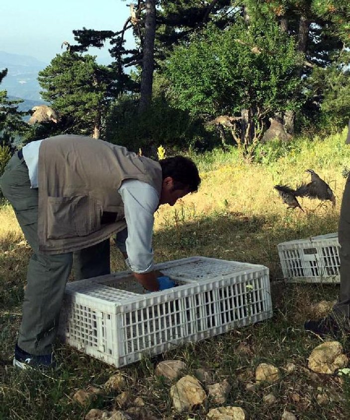 Bolu'da 500 keklik doğaya bırakıldı