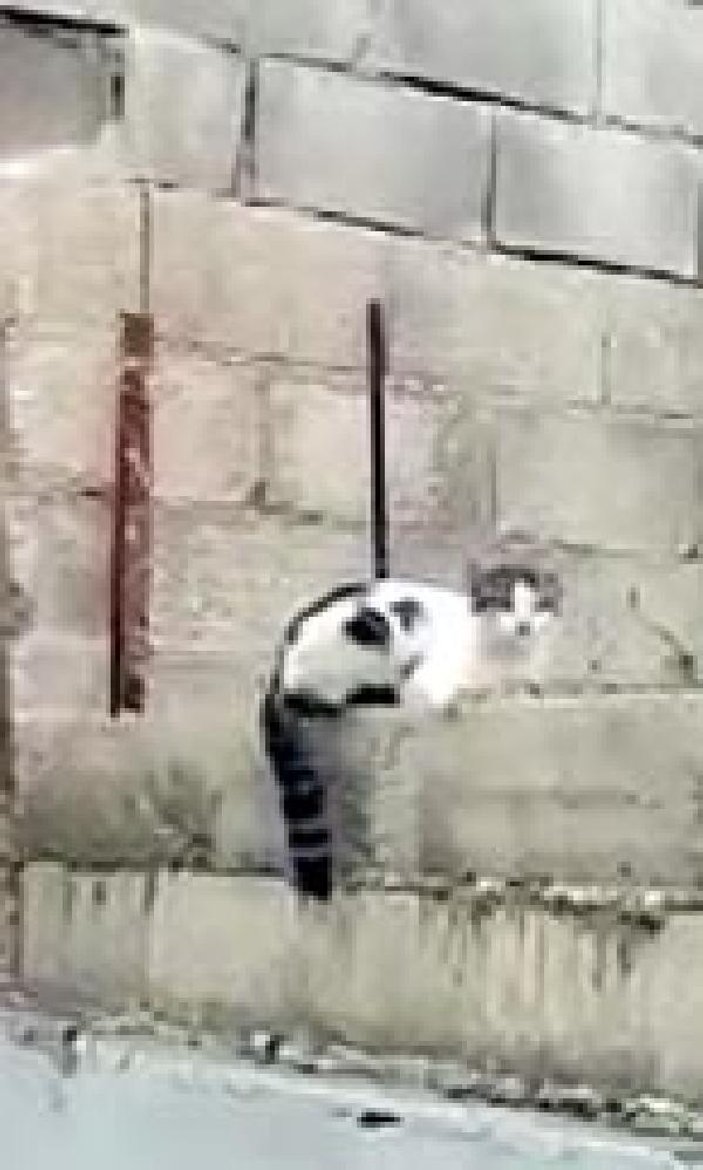 Çatıdan atlayan kedi, demire saplandı