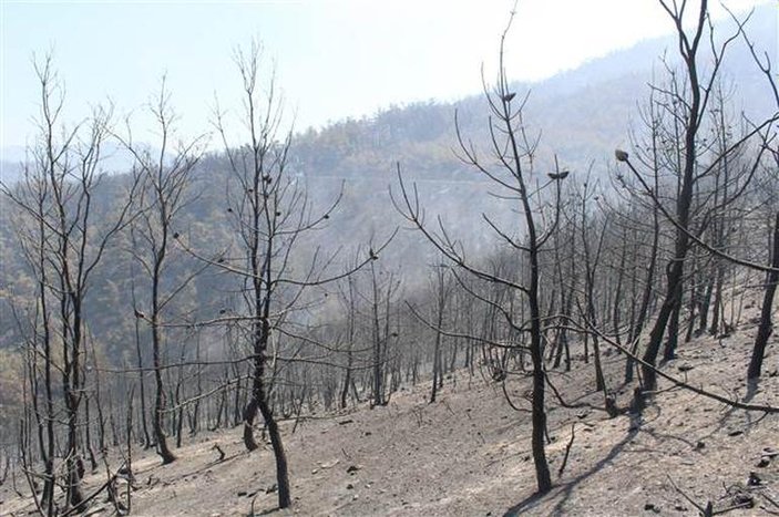 İzmir'deki yangınlar yüzlerce hektarlık alanları kül etti