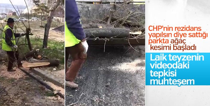 Tekirdağ'da CHP'li belediyenin ağaç katliamı sürüyor
