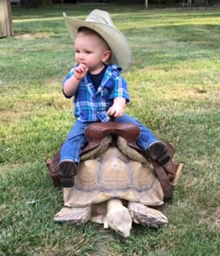 Kaplumbağaya binen küçük kovboy