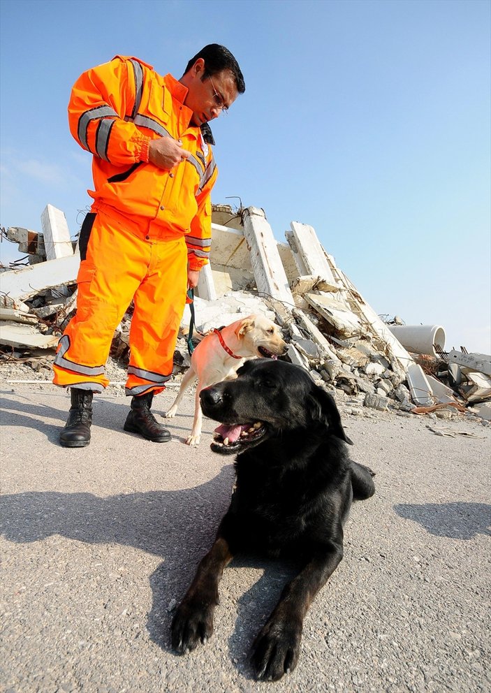 Arama kurtarma köpeği 'Şans' hayatını kaybetti