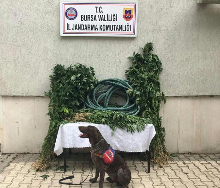 Bursa'da drone ve köpek destekli operasyon