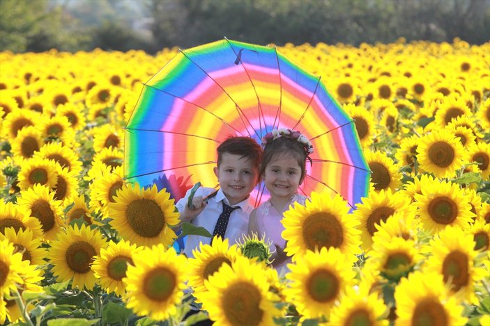 Ayçiçek tarlaları, fotoğraf stüdyosuna döndü