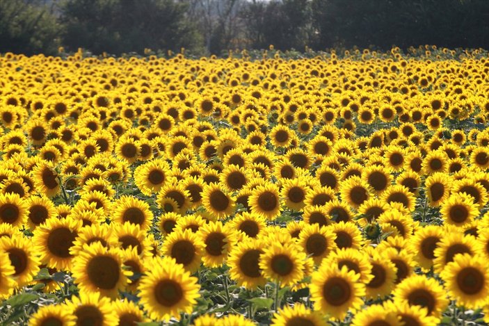 Ayçiçek tarlaları, fotoğraf stüdyosuna döndü