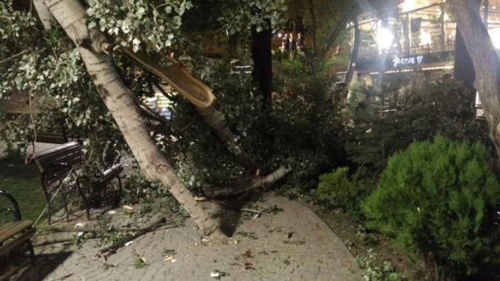 Ankara'da şiddetli rüzgar ağaç dalını devirdi: 2 yaralı