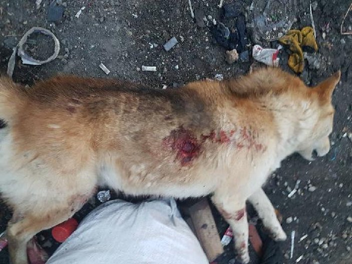 Dişi köpeklerine yaklaştı diye köpeği silahla öldürdüler