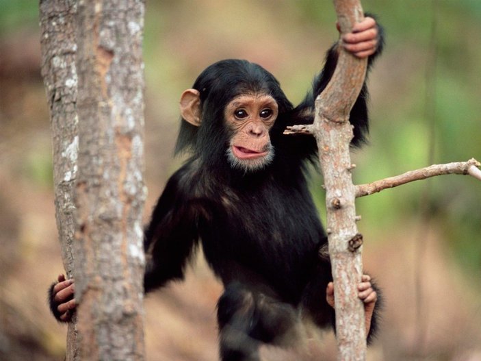 Şempanzeler taş-kağıt-makası çocuklar gibi oynuyor
