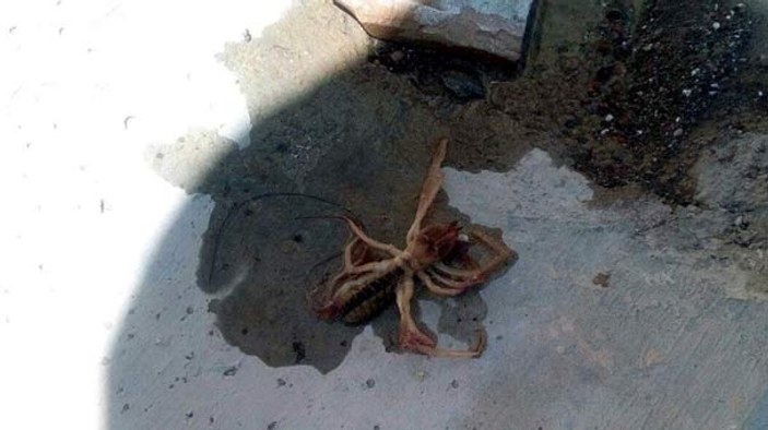 Kayseri'de et yiyen örümcek alarmı