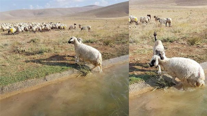 Su kanalına düşen koyunu kurtaran kangal köpeği