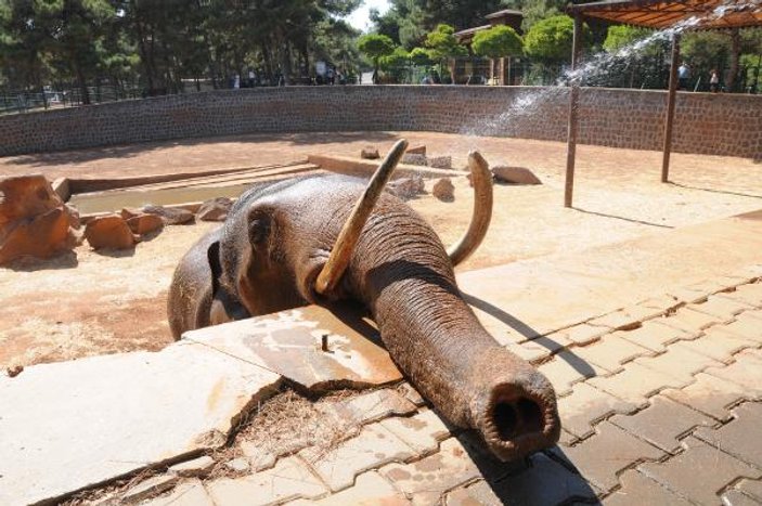 Sıcaktan bunalan filler çamur banyosu ile serinledi