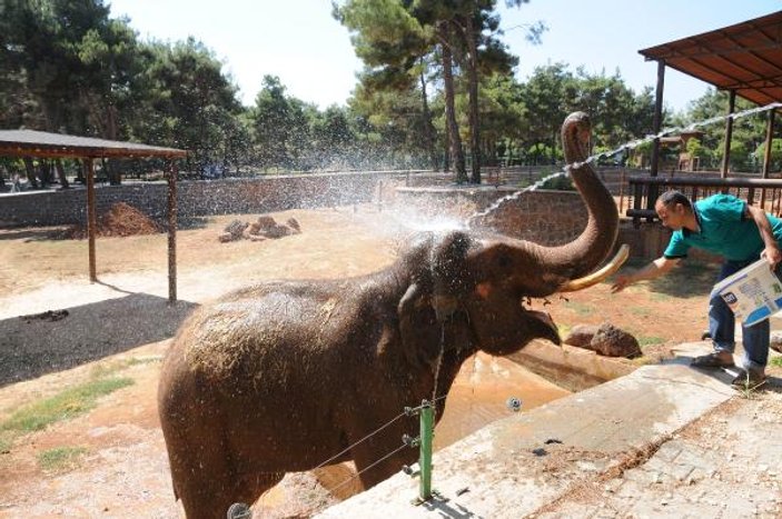 Sıcaktan bunalan filler çamur banyosu ile serinledi