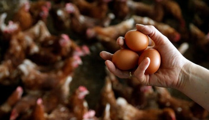 Avrupa'da böcek ilaçlı yumurtalar yayılıyor