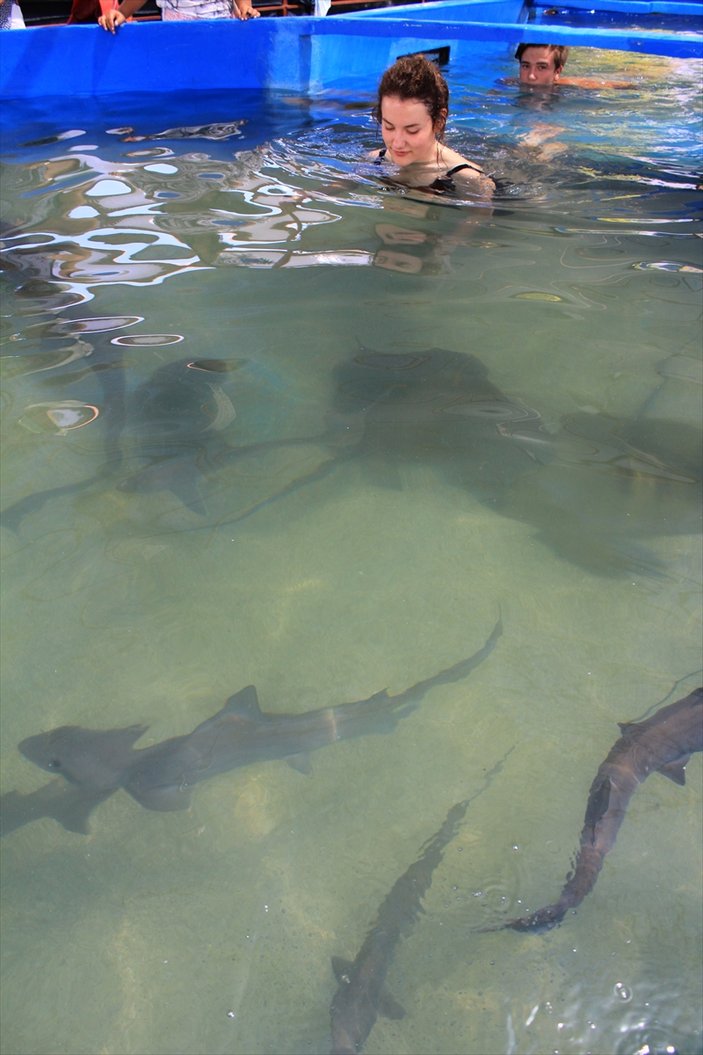Turistlerin köpek balıklarıyla yüzme keyfi