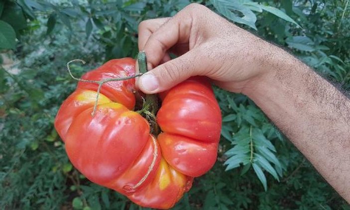 Sivas'ta 1 kilo 200 gramlık domates