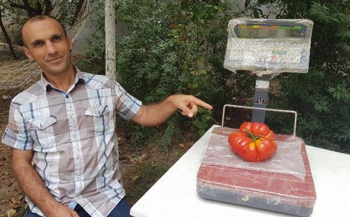 Sivas'ta 1 kilo 200 gramlık domates