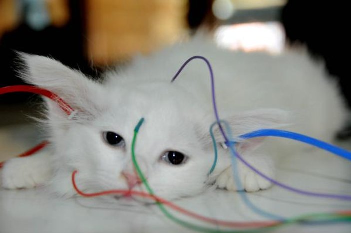Van kedilerine bilimsel sağırlık testi