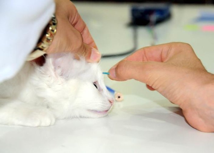 Van kedilerine bilimsel sağırlık testi