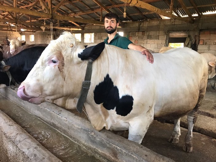 18 bin TL'de alıcı bekleyen kurbanlık 'Melek'