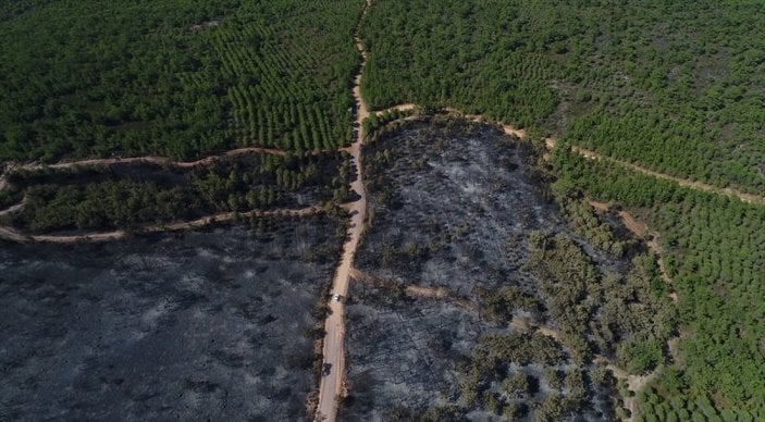 Ayvalık'taki orman yangınında zarar gören alan