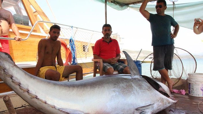 Bodrum'da balıkçıların dev orkinos sevinci