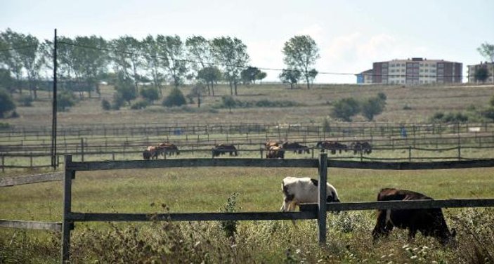Silivri'de at çiftliklerine kurt saldırısı endişesi