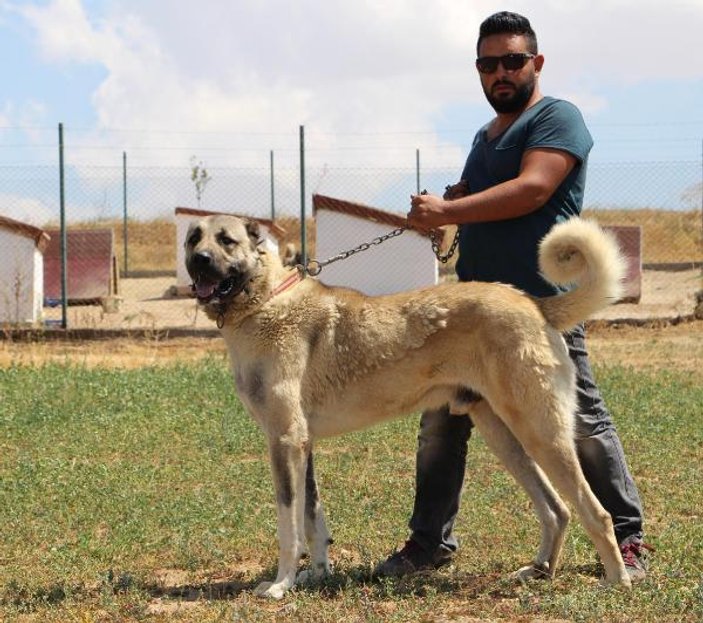 İstanbul Çevik Kuvvet kangal köpekleriyle çalışacak