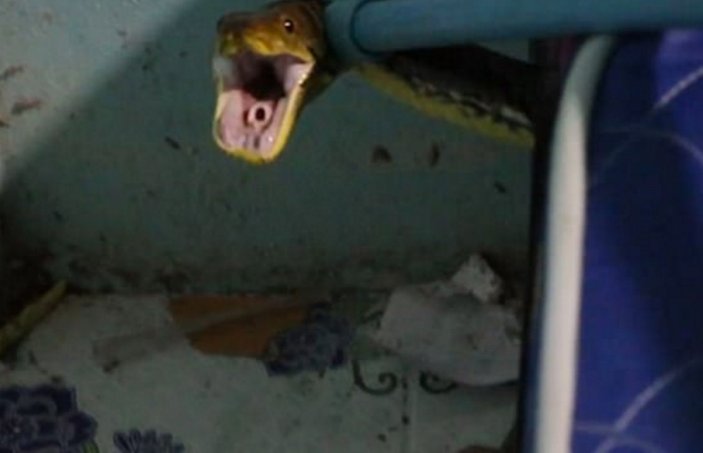 Tayland'da yatağın altından yılan çıktı