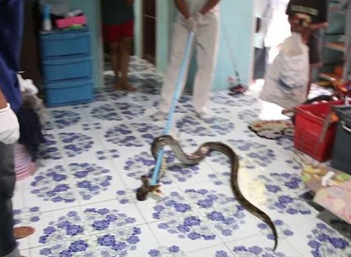 Tayland'da yatağın altından yılan çıktı