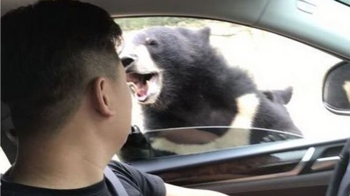Çin'de ayıyı beslemeye çalışan adam saldırıya uğradı