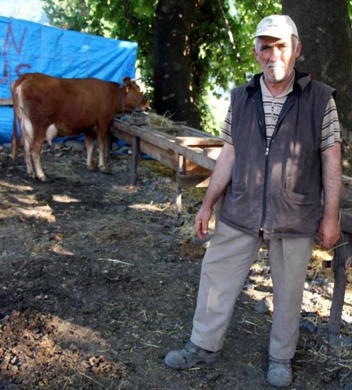 Zonguldak'ta kurbanlık inek çalındı