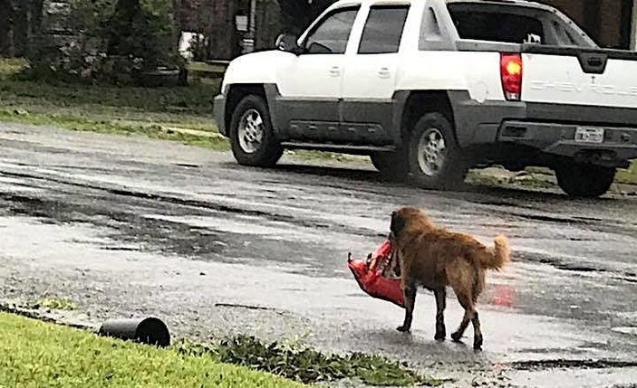 Harvey Kasırgası'nın kahramanı bir köpek oldu