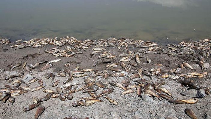Sivas'ta binlerce balık iş makineleriyle gömüldü