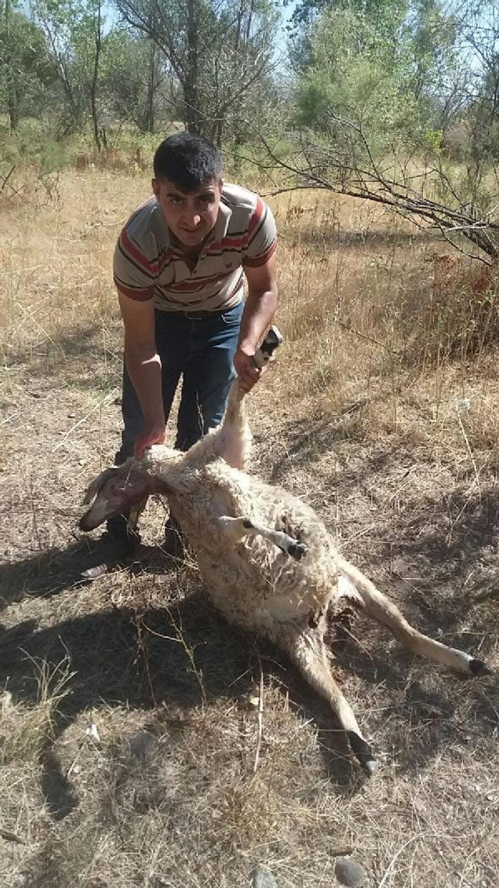 Erzincan'da kurtlar 80 koyunu telef etti