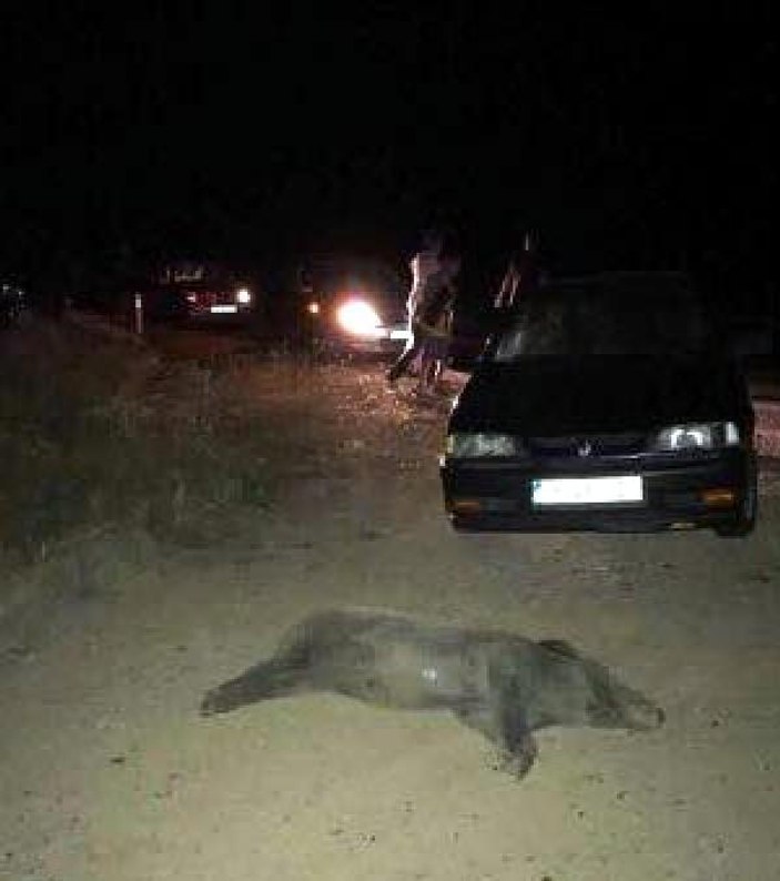 Otomobillere yaban domuzu sürüsü saldırdı