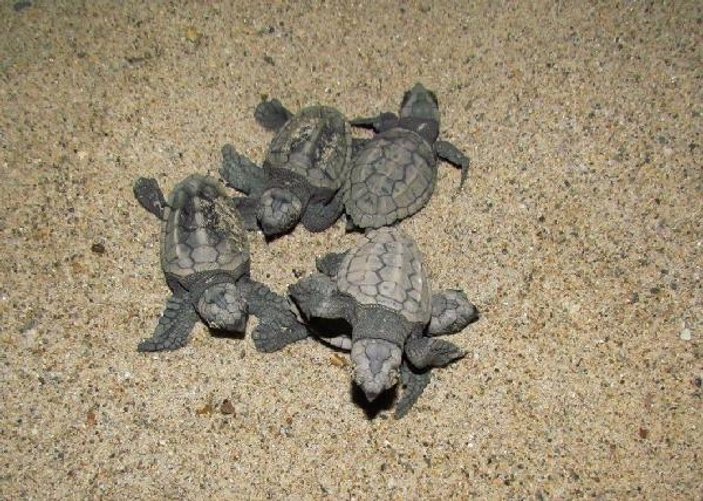 Kuşadası'nda 43 yavru carreta caretta denizle buluştu