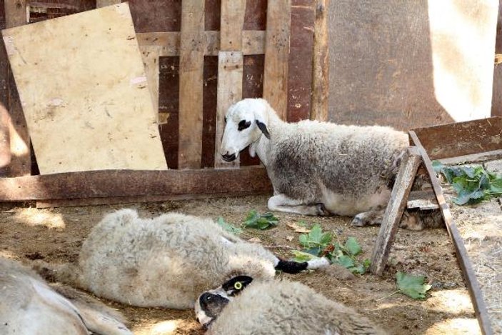 Manisa'da besicinin 40 koyunu telef oldu