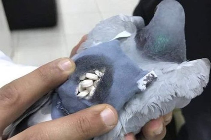 Arjantin'de uyuşturucu kuryesi güvercin yakalandı